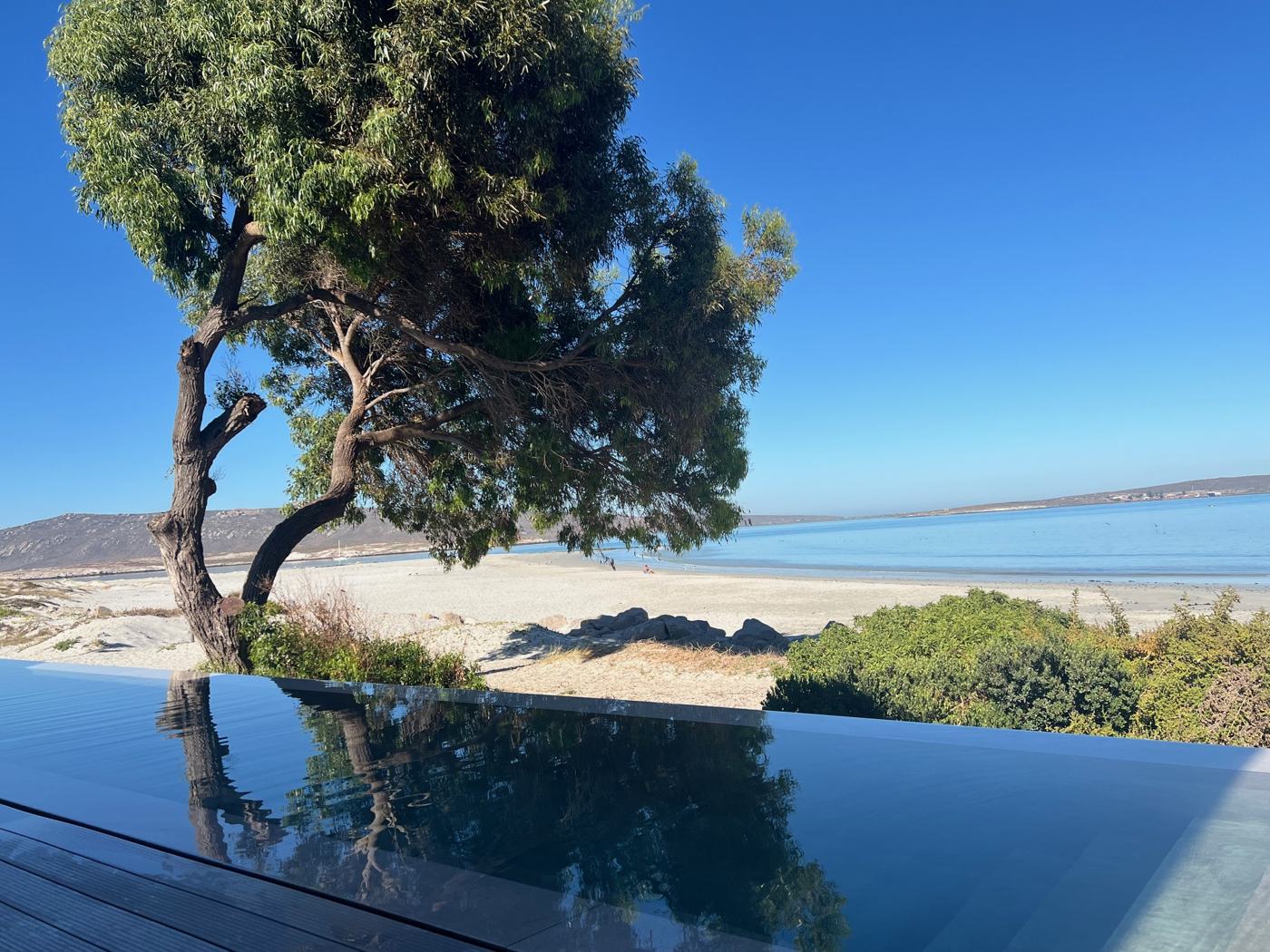Baum am Strand, der sich im Infinity-Pool spiegelt